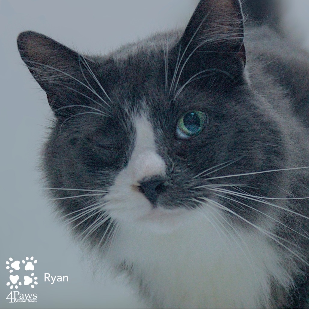 Ryan Tarkitty