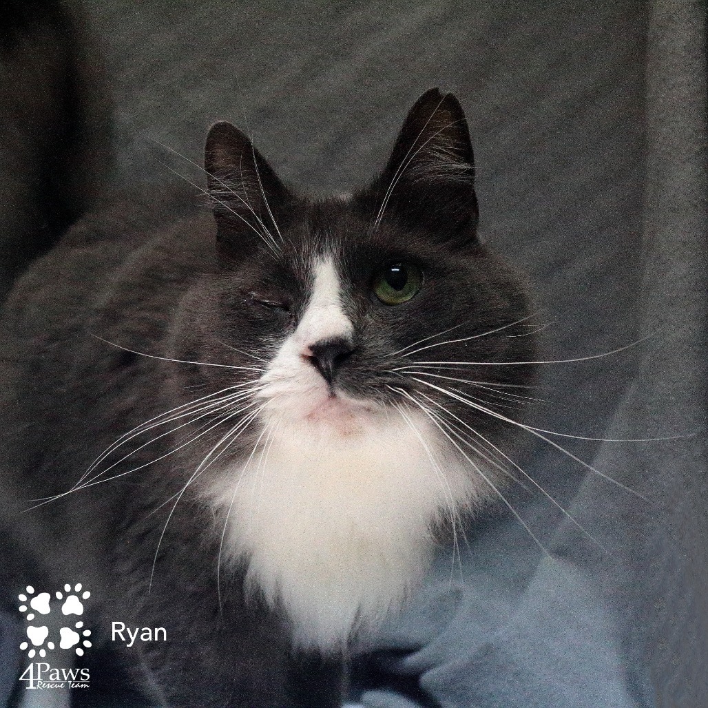 Ryan Tarkitty