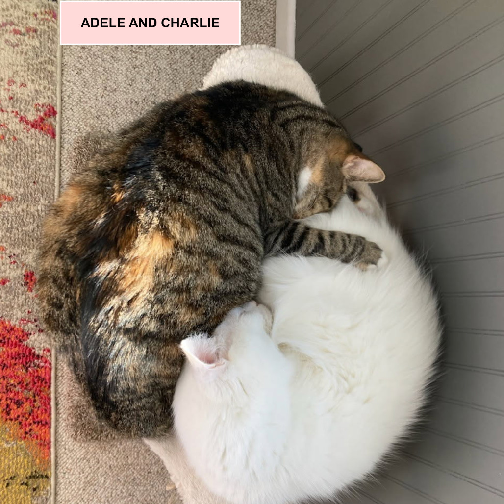 Charlie Tarkitty (bonded with Adele Tarkitty)