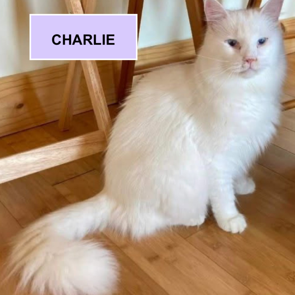 Charlie Tarkitty (bonded with Adele Tarkitty)
