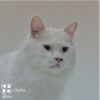 Charlie Tarkitty (bonded with Adele Tarkitty) photo 3