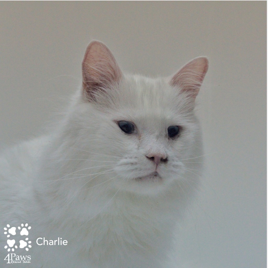 Charlie Tarkitty (bonded with Adele Tarkitty)