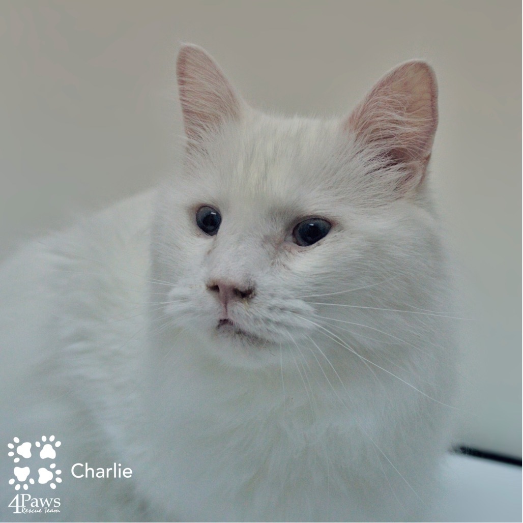 Charlie Tarkitty (bonded with Adele Tarkitty)