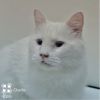 Charlie Tarkitty (bonded with Adele Tarkitty) photo 4