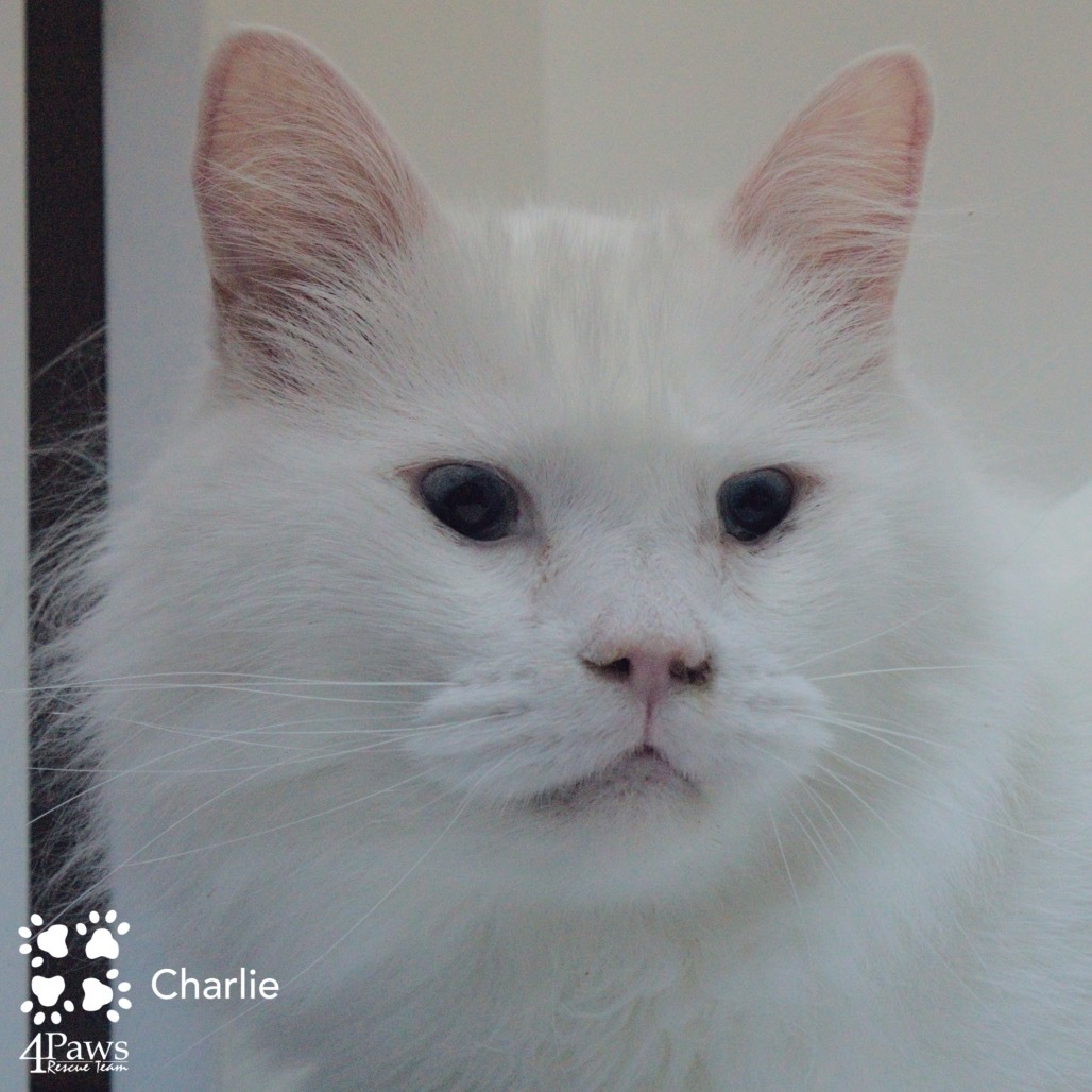 Charlie Tarkitty (bonded with Adele Tarkitty)