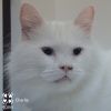 Charlie Tarkitty (bonded with Adele Tarkitty) photo 5