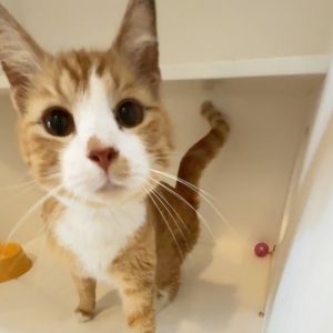 George Jones, Adult Male Domestic Short Hair