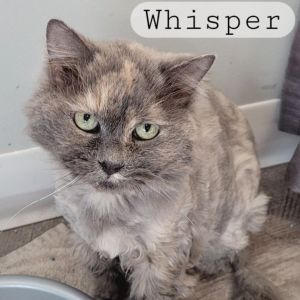 Whisper, Senior Female unknown