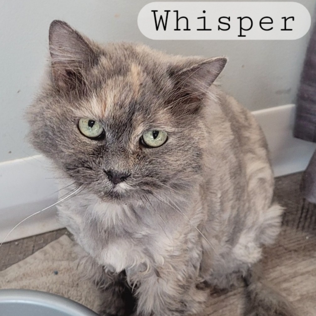Whisper