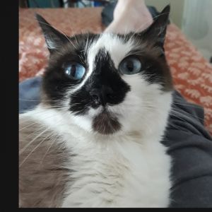 Greta, Adult Female unknown