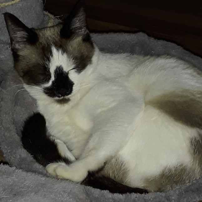 Greta, an adoptable Domestic Short Hair, Snowshoe in Layton, UT, 84041 | Photo Image 2