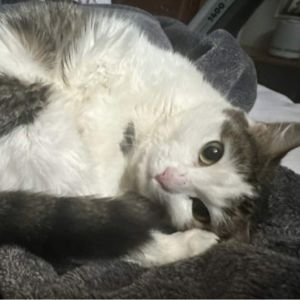 Tiara, Adult Female unknown
