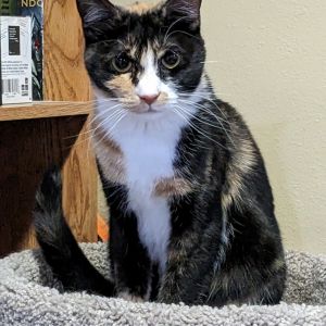 Azula, Adult Female unknown