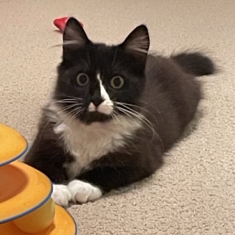 Adora