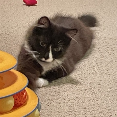 Adora