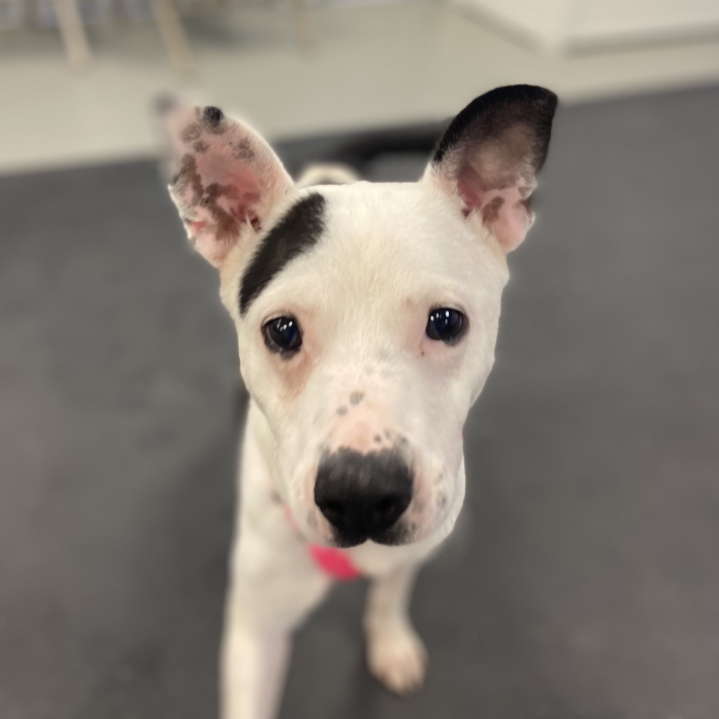 Josie