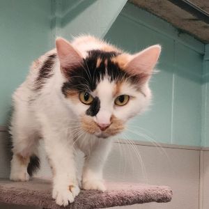 Belle, Adult Female unknown
