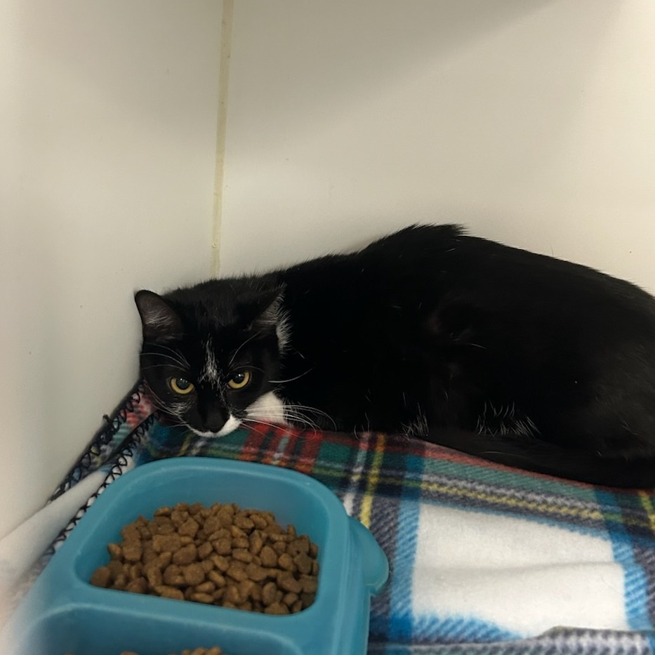 Marie (bonded with Oreo)