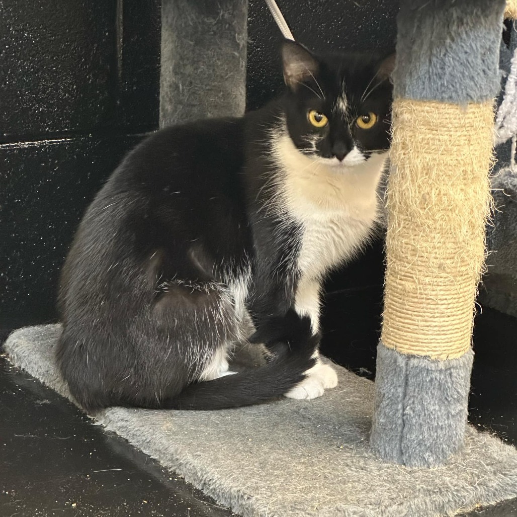 Marie (bonded with Oreo)