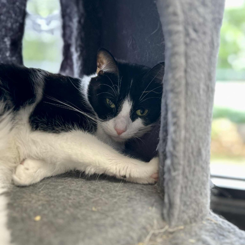 Oreo (bonded with Marie)