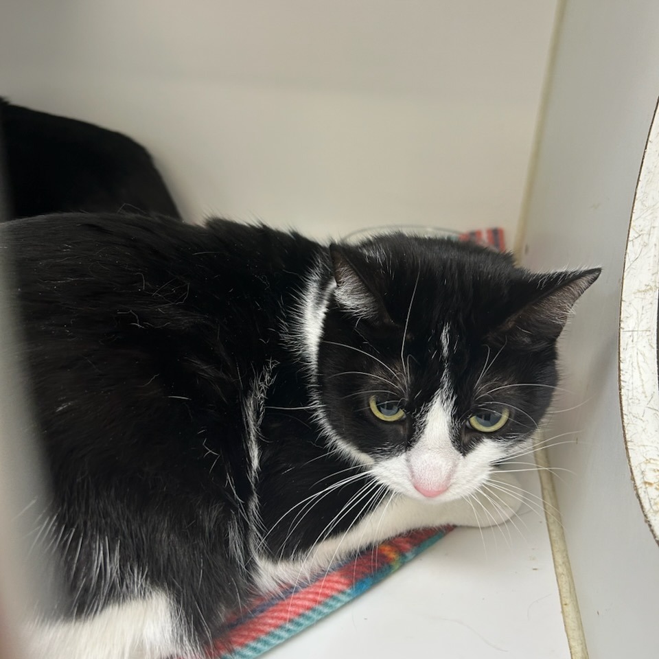 Oreo (bonded with Marie)