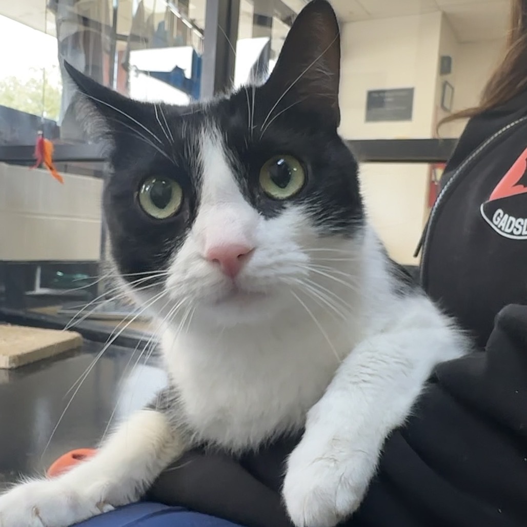 Oreo (bonded with Marie)