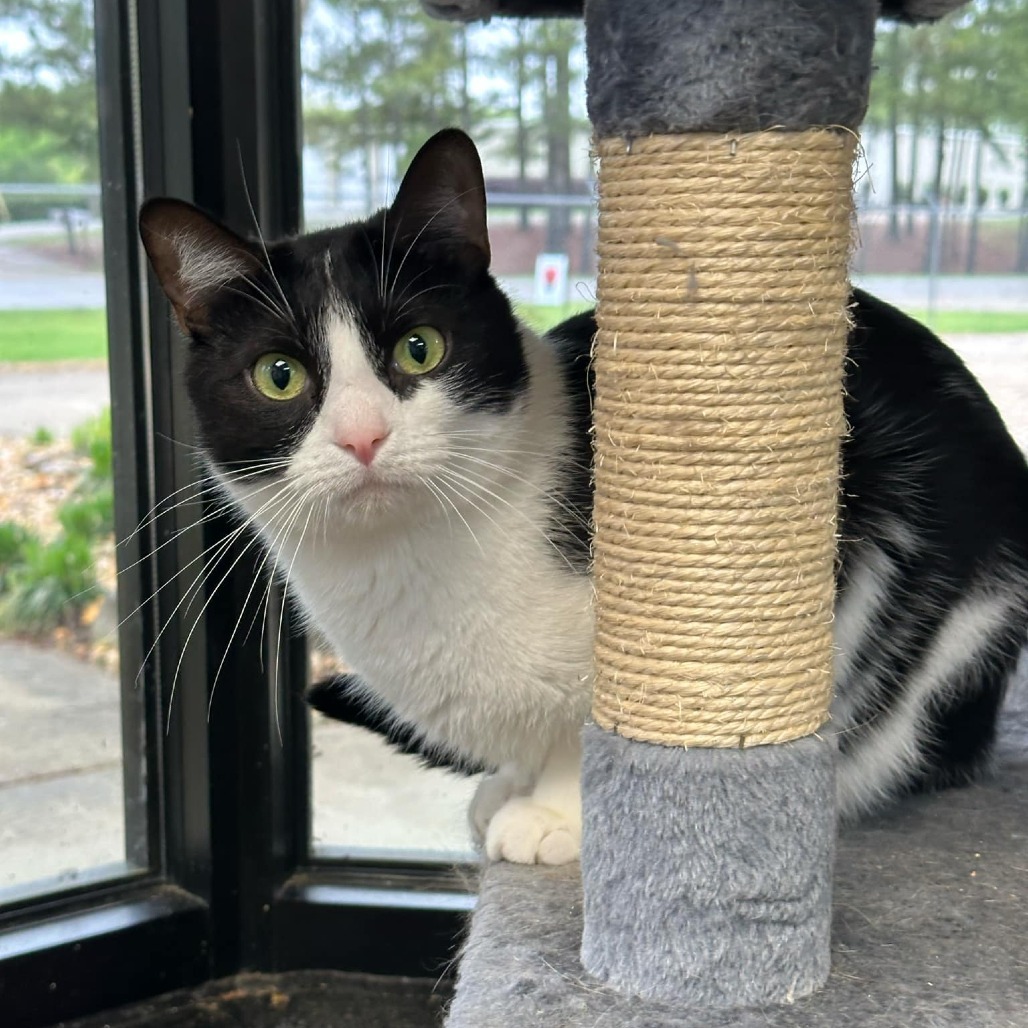 Oreo (bonded with Marie)