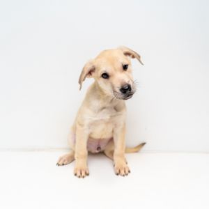 Blaine Labrador Retriever Dog