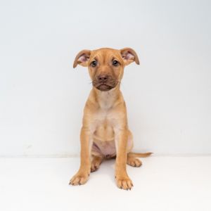 Bugsy Labrador Retriever Dog