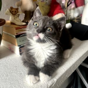 Goomba is the ultimate little buddy-equal parts cuddlebug and adventurer Whether hes snuggling up 