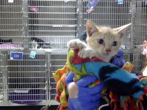 ARIEL, Baby Female Domestic Short Hair