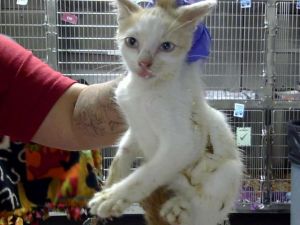 TIANA, Baby Female Domestic Short Hair