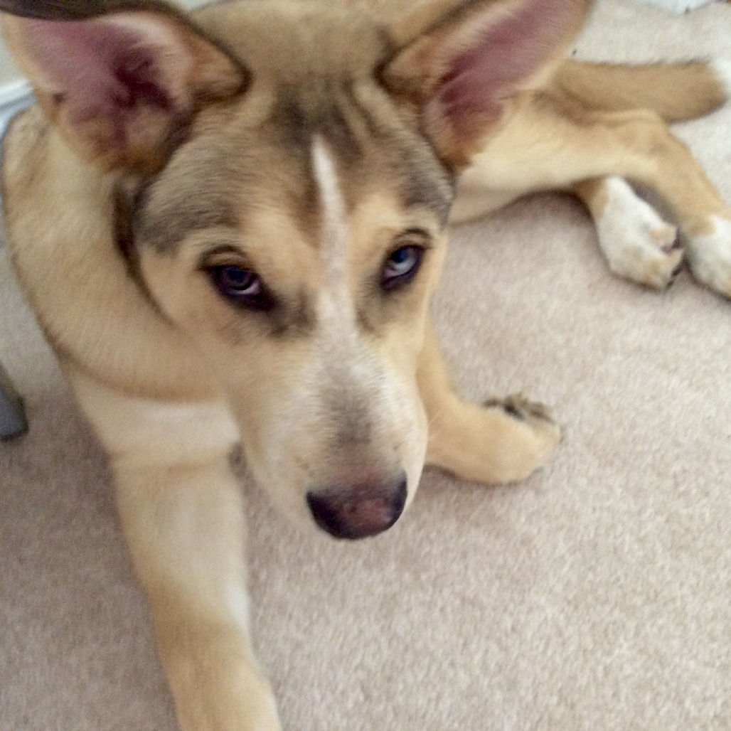 Loki - Home to Home