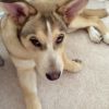 Loki - Home to Home photo 1