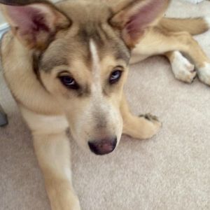 Loki - Home to Home, Adult Male unknown