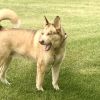 Loki - Home to Home photo 2