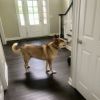 Loki - Home to Home photo 3