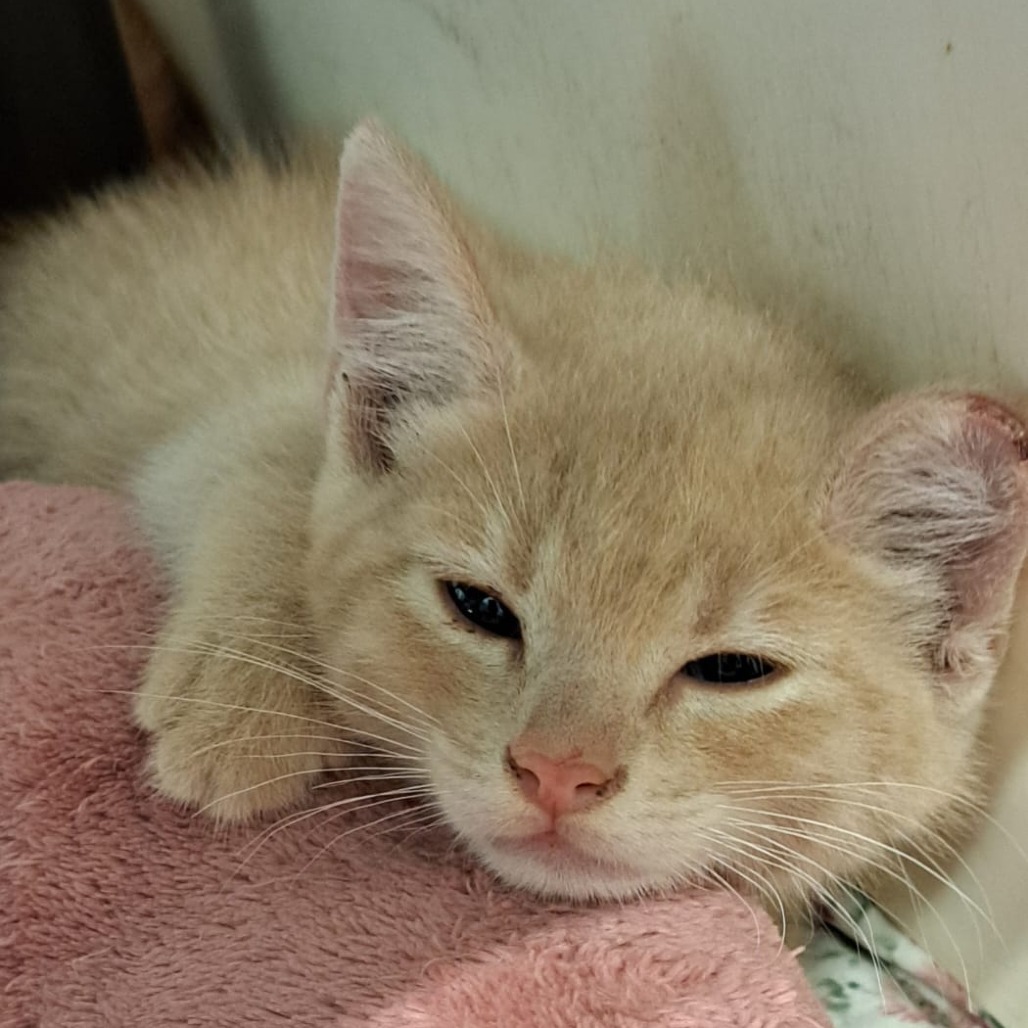 Nacho, an adoptable Domestic Short Hair in Kingman, KS, 67068 | Photo Image 1