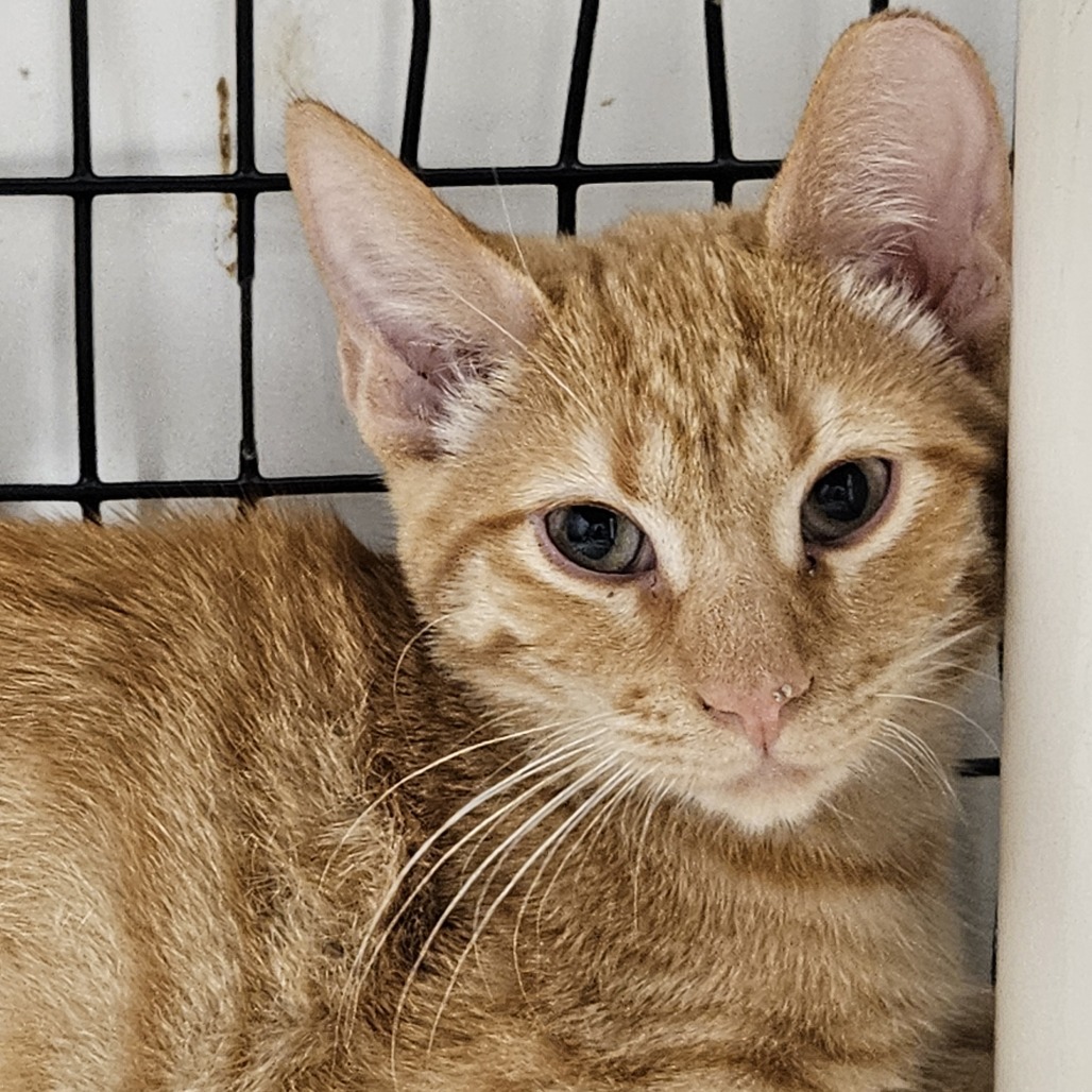 Mango, an adoptable Domestic Short Hair in Kingman, KS, 67068 | Photo Image 1