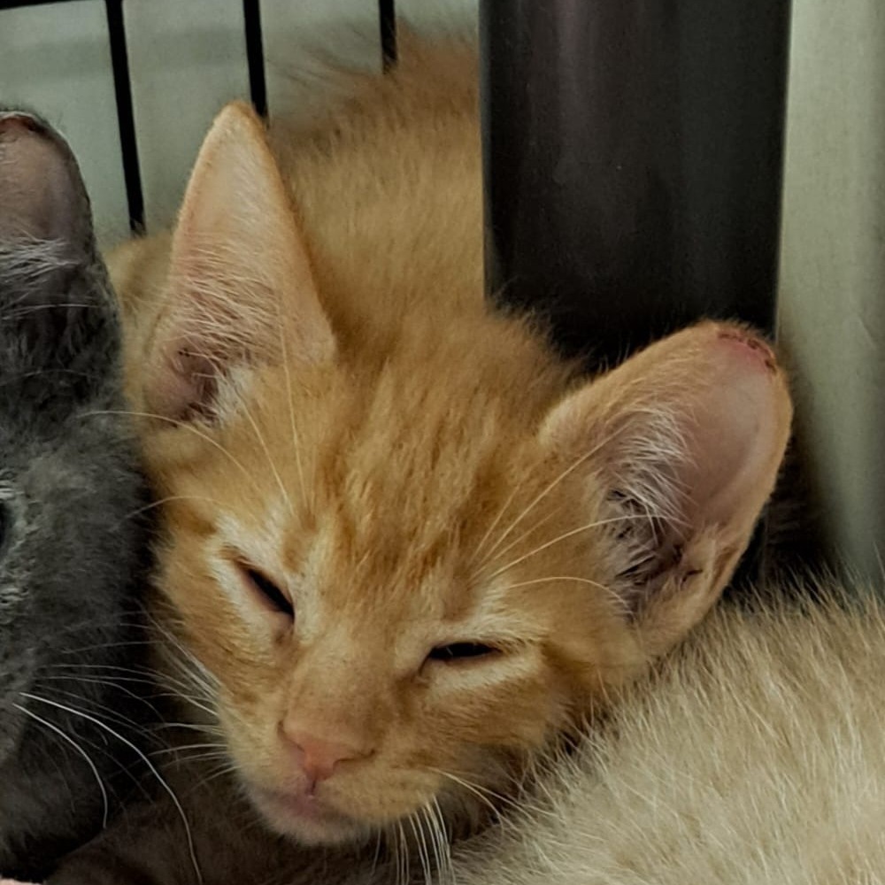 Mango, an adoptable Domestic Short Hair in Kingman, KS, 67068 | Photo Image 2