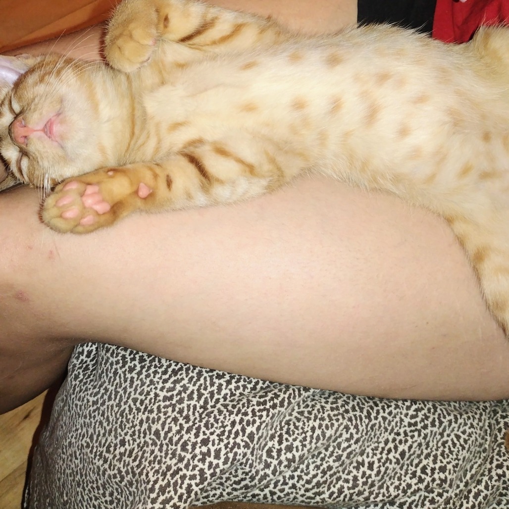 Mango, an adoptable Domestic Short Hair in Kingman, KS, 67068 | Photo Image 3