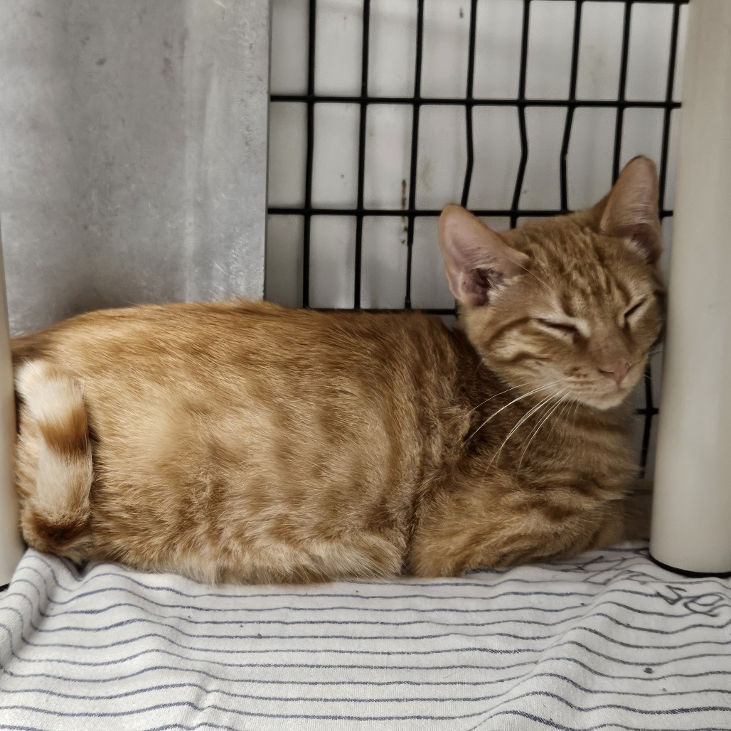 Mango, an adoptable Domestic Short Hair in Kingman, KS, 67068 | Photo Image 4