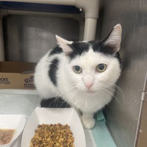 Panda, Adult Male Domestic Short Hair