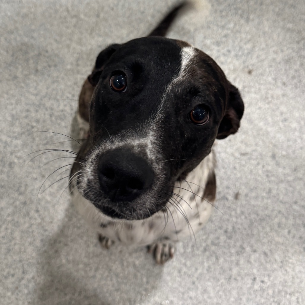 Pepper