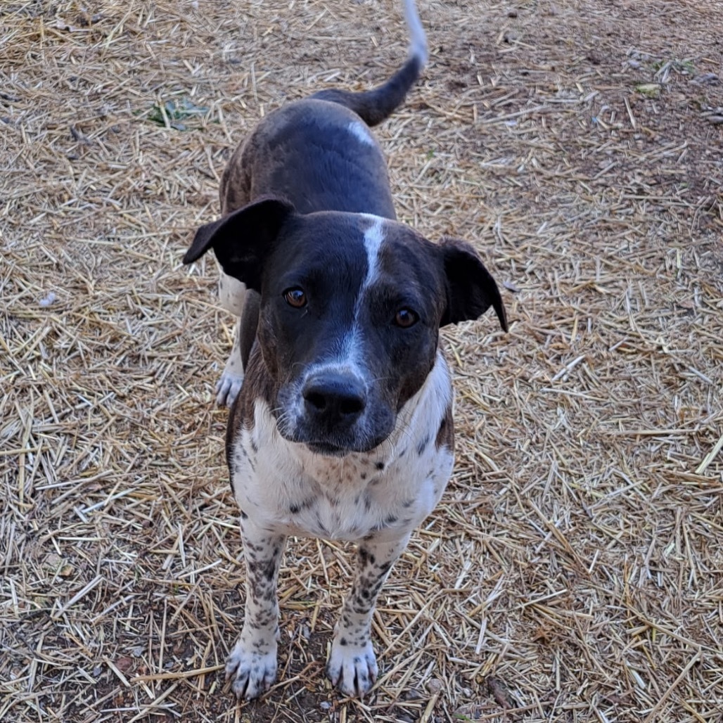 Pepper