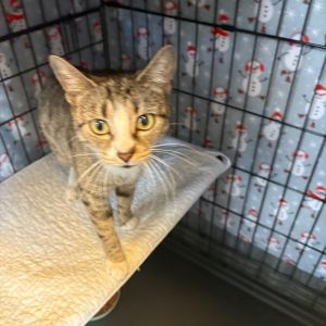 Stiletto, Young Female Domestic Short Hair