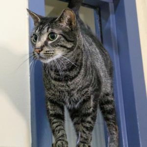 Ruffles, Adult Male Domestic Short Hair