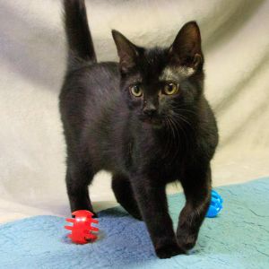 Mako, Young Male Domestic Short Hair