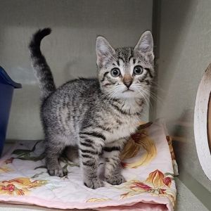 Lui, Baby Male Domestic Short Hair