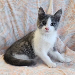 Dandelion, Baby Female Domestic Short Hair